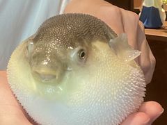 -肆月河豚·淮扬菜·湘菜(华天店)