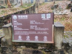 -都江堰中华大熊猫苑
