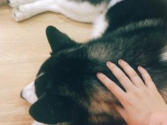 -Husky Go! 哈士奇体验馆·宠物咖啡厅狗咖