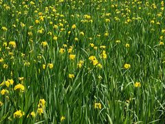 -永定河休闲森林公园