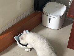 -东方名猫馆·英短金渐层布偶猫舍(环线广场1号楼店)