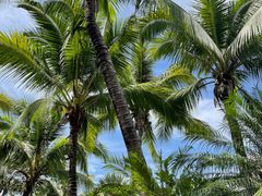 -海南清水湾莱佛士酒店