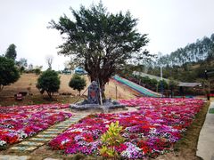 -田园寨农园观光园