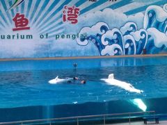 -蓬莱欧乐堡海洋极地世界