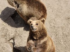 -哈尔滨北方森林动物园