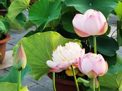 -莲花池公园