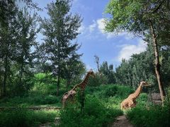 -北京野生动物园