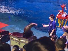 -烟台海昌鲸鲨海洋公园