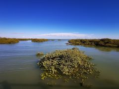 -北海金海湾红树林生态旅游区