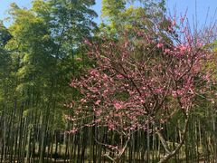 -苏州上方山国家森林公园