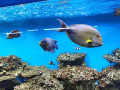 -御唐府海珊瑚主题餐厅