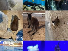 -海合安武汉极地海洋公园