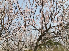 -永定河休闲森林公园