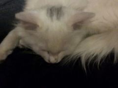 android_upload_pic-Sirena海妖日咖夜酒