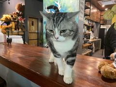 -咖法森林·咖啡  酒吧(天河店)