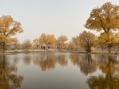 -金塔沙漠胡杨林景区