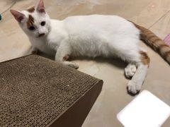 -宠福鑫康馨动物医院·骨科·眼科