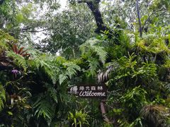 -绿光森林餐厅