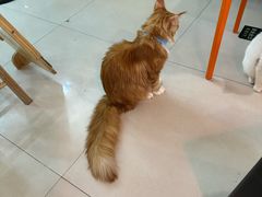 -平行世界·猫咖(首经贸店)