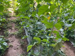 -万源龙顺度假庄园生态观光园