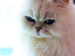 -喵屿·大理花园猫咖