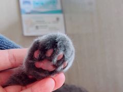 -北京观赏动物医院·24小时大型综合·猫专科·异宠专科