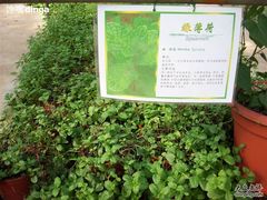 SPA55158-苏州太湖西山岛开心农场