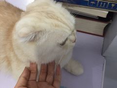 -喵的天空名猫咖啡馆·撸猫·猫舍·用品