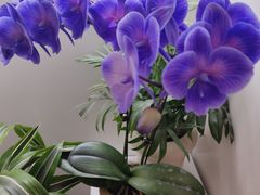 -花点时间(蓝色港湾店)