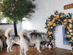 -Husky Go! 哈士奇体验馆·宠物咖啡厅狗咖