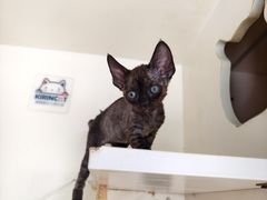 -70cat德文卷毛猫·缅因猫纯种猫舍