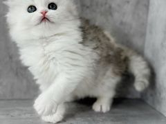 -小猫来了·猫舍(红山六九七九店)