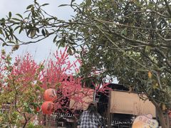 -桃源山庄·水蜜桃采摘·柴火鸡·烧烤团建(龙泉山店)