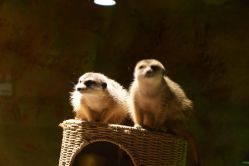 -酷嗒动物文化乐园(cutezoo西溪乐天城店)