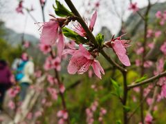 -太平万花山景区