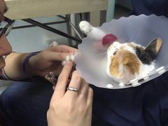 -美联众合动物医院·24h京西诊疗中心