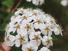 -广西壮族自治区药用植物园