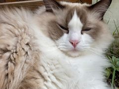 -喵屿·大理花园猫咖