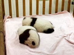 -成都大熊猫繁育研究基地