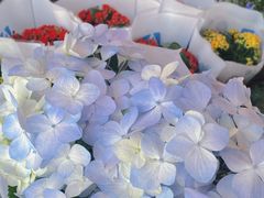 -中环花鸟鱼虫市场