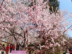 -桃花堤公园
