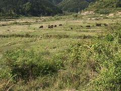 -楠溪江风景名胜区