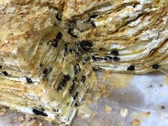 奶油拿破仑-爱德顺糕点食屋(利民道店)