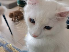 -平行世界·猫咖(首经贸店)