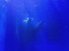 -多彩贵州城极地海洋世界