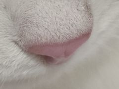 -北京赛佳动物医院