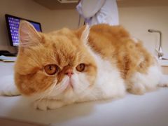 -芭比堂动物医院·犬猫全科·异宠专科(雁塔分院)