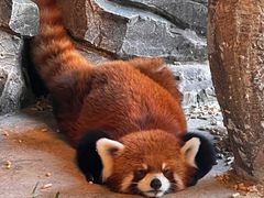 -绿色星球动物主题公园