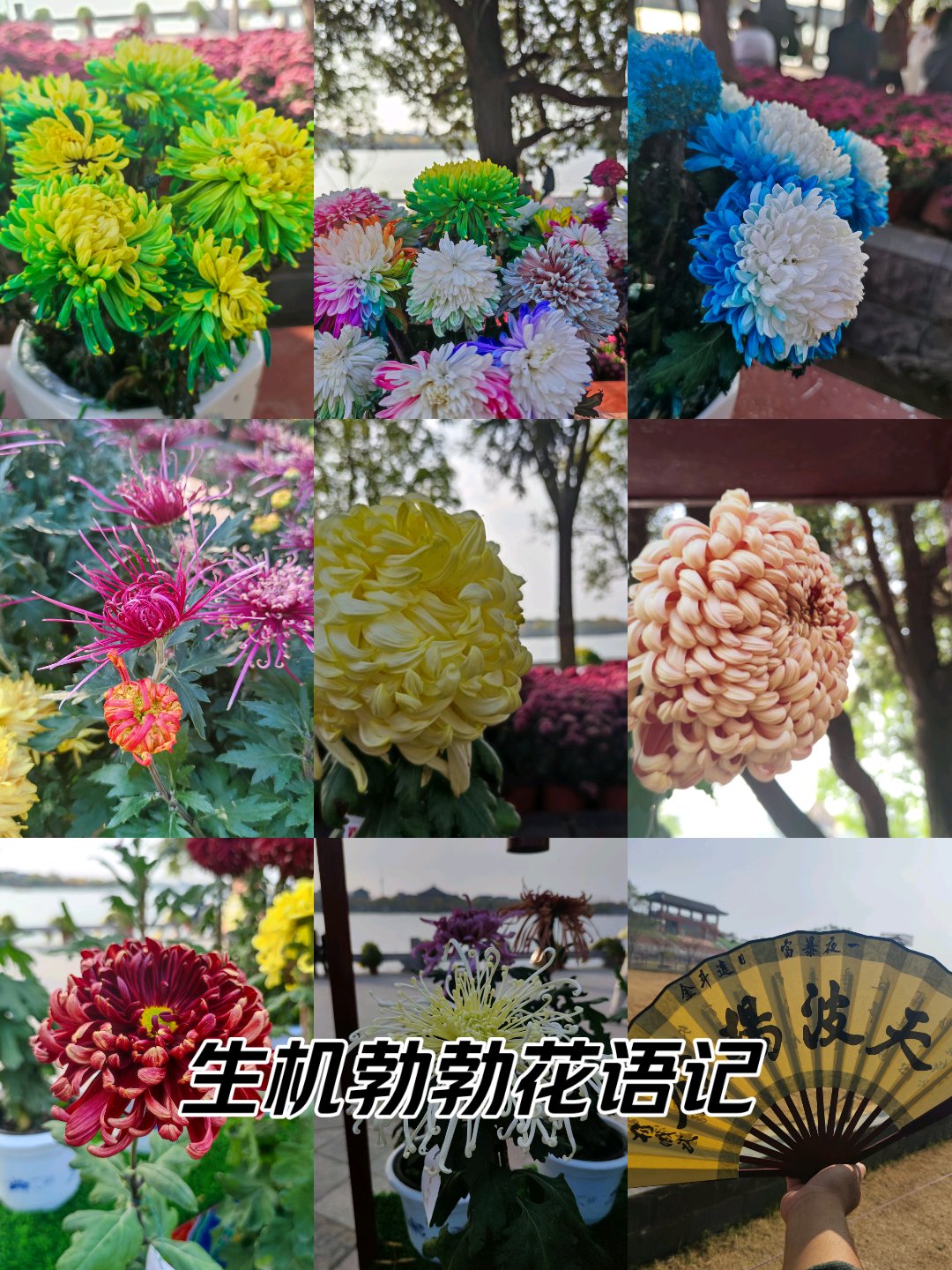 开封菊花展介绍图片