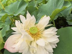-莲花池公园